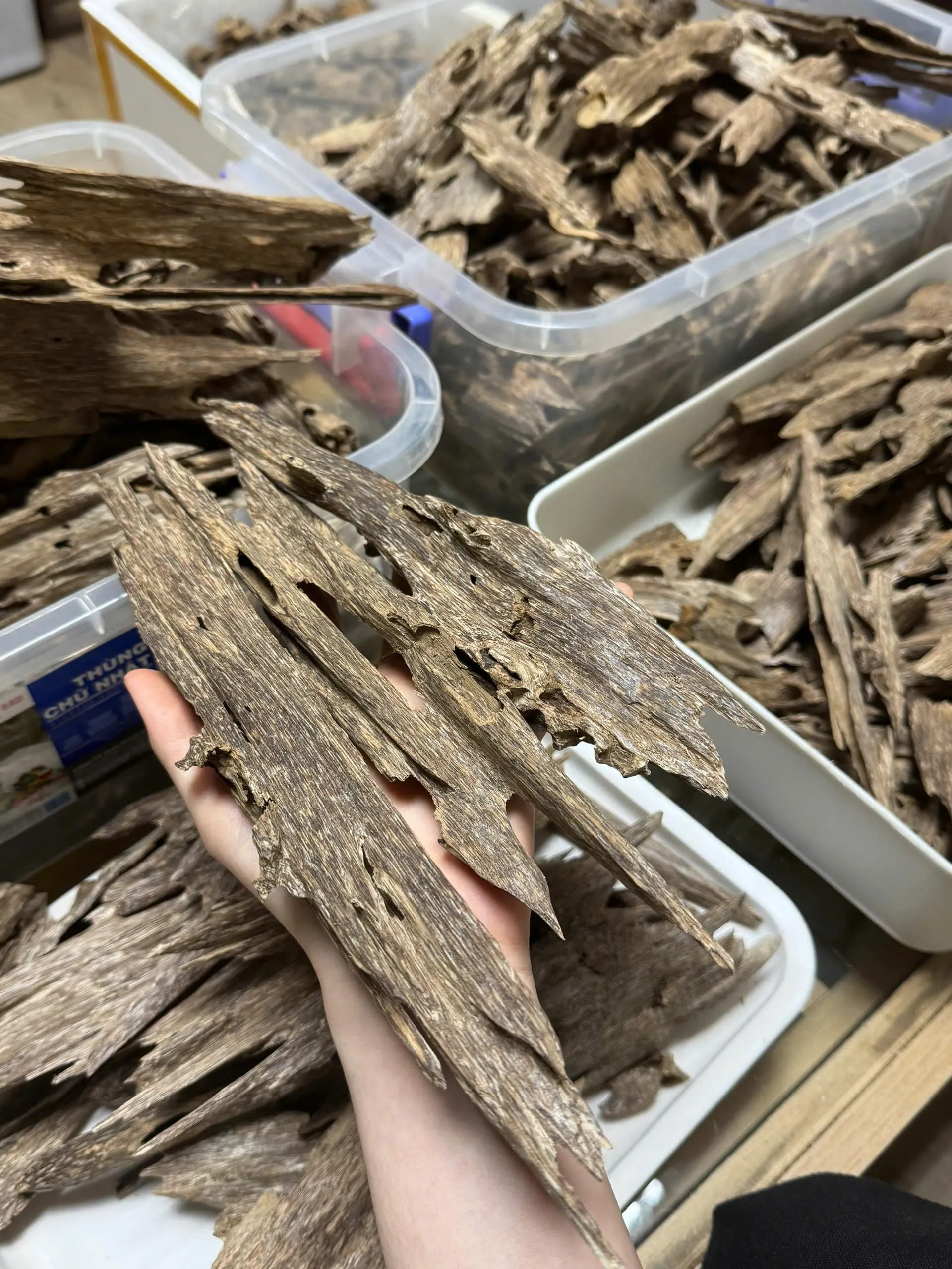 Premium Ant Oud – Natural Vietnamese Agarwood Chips (High Oil Kien Wood)